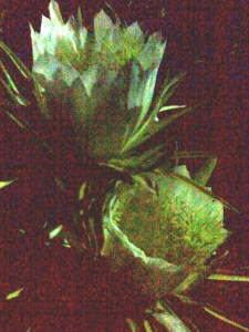 In my garden for one night only, 12 night blooming cereus flowers like these