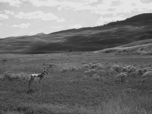Pronghorn antelope