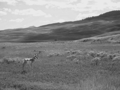 Pronghorn antelope