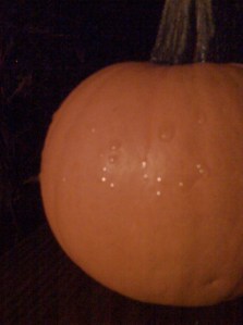 Pumpkin © Rebekah Luke