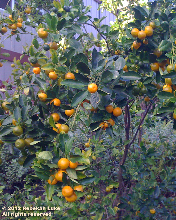 calamansi crop 2012
