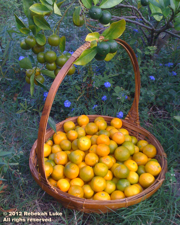 Calamansi harvest 2012 copy