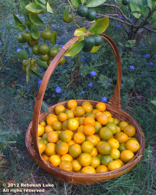 Calamansi harvest 2012 copy