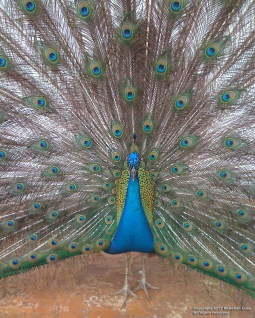 peacock1