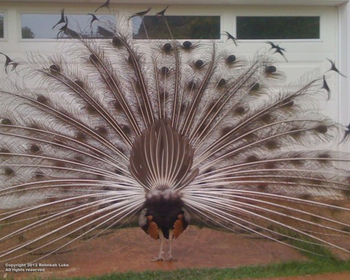 peacockfantail