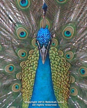 peacockheadshot