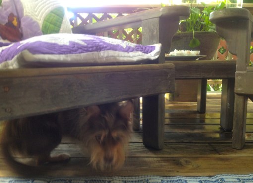 Why, it's Alice Brown the Reiki dog!