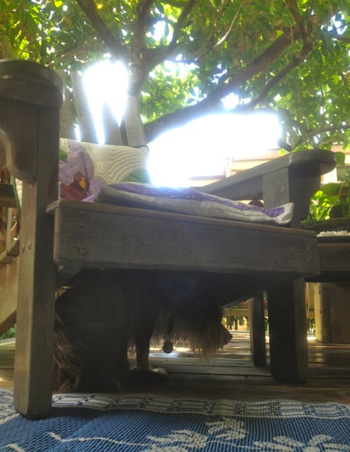 Look who's under Lori's chair