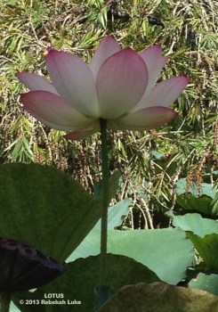 Lotus at Buddha Buddha ©2013 Rebekah Luke