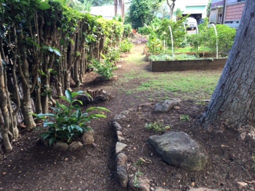 Fronting the panax hedge in alternating plantings are flowering red and pink ginger and ti leaves of various colors. Upper right: raided veggie and herb beds. Foreground, ʻaeʻae ground cover around the base of the avocado tree.