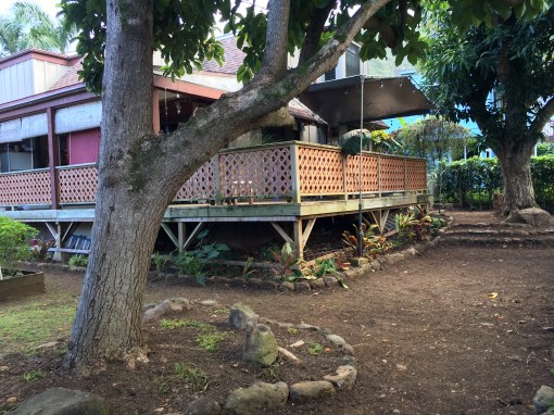 Weʻre looking forward to a carpet of green grass in the back. The brown lath will extend down from the deck. the "keepers" are the avocado tree, left, and the mango tree, at right.