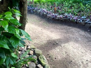 Detail of garden path. After the mature hibiscus hedge (left) was trimmed to half its height, the tops were made into cuttings to form a new 25-foot-long hedge (top of photo).
