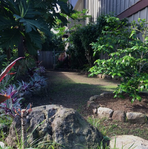Mauka side yard has a new, curving rock border with a cascading variegated green/white/purple cover in front of a new red hibiscus hedge that will grown up like the mature hedge on the right against the wall. Upper left: breadfruit tree. Middle right: alahe‘e tree. Foreground: a sitting rock.