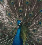 DB4D0161-87A5-42D7-9950-9E8488AF2AA2