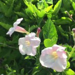 E4523A6A-5C82-44EF-9C9C-980FD5BDAF79