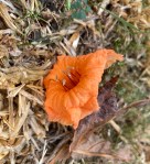 A57C7D78-5C1D-4436-9160-E0B92F00CD38